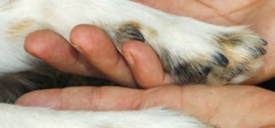 Patas Amigas - eBook de Jéssica Ferrari